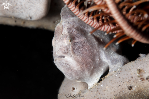 A Antennarius pictus | Painted Frogfish