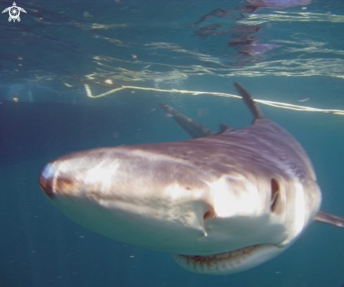 A Prionace glauca | Blue Shark