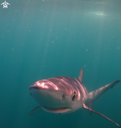 A Blue Shark