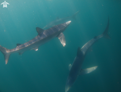 A Prionace glauca | Blue Shark