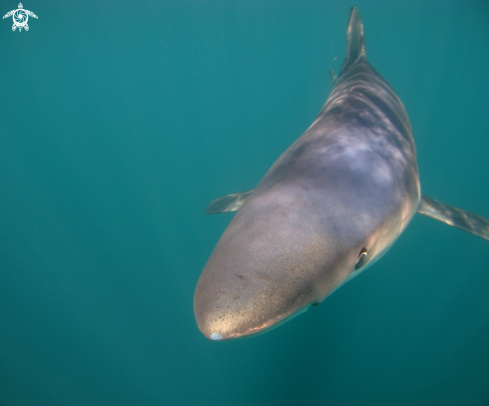 A Prionace glauca | Blue Shark