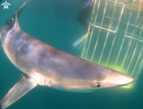 A Prionace glauca | Blue Shark