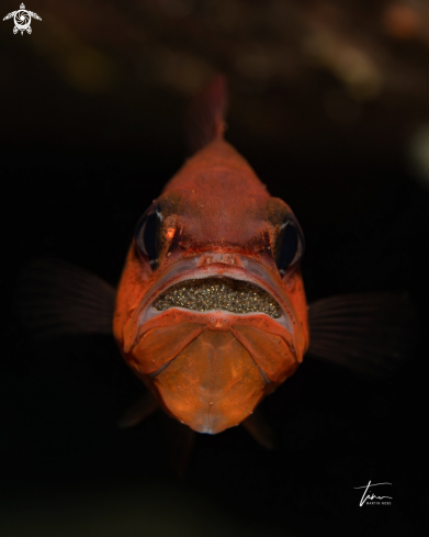 A Red Cardinalfish