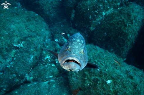 A Epinephelus marginatus | Cernia bruna