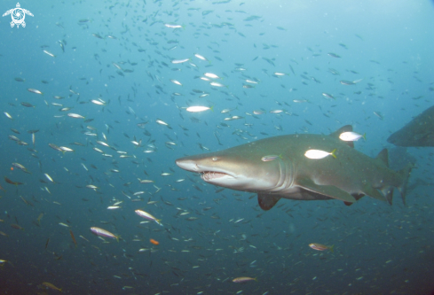 A Sand Tiger Shark