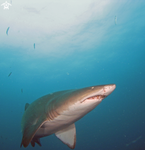 A Sand Tiger Shark