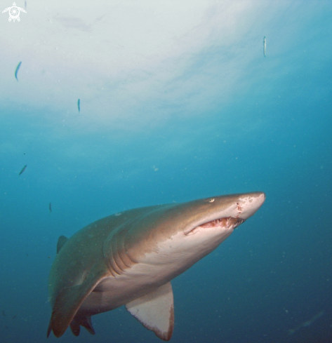 A Carcharias taurus | Sand Tiger Shark