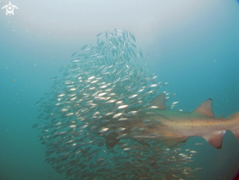 A Sand Tiger Shark