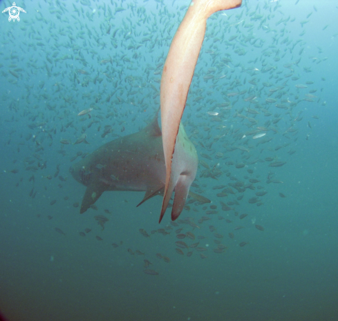 A Carcharias taurus | Sand Tiger Shark