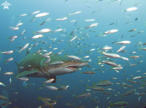 A Carcharias taurus | Sand Tiger Shark