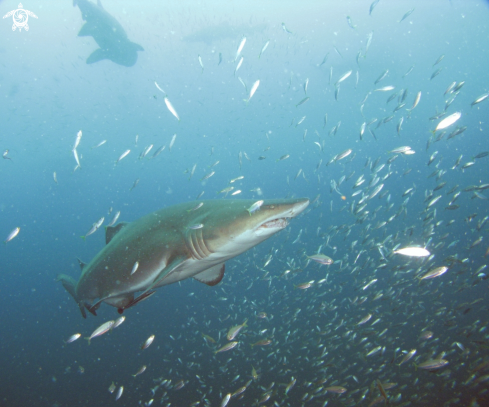 A Carcharias taurus | Sand Tiger Shark