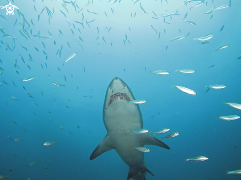 A Sand Tiger Shark