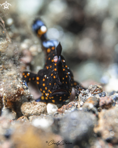 A Painted Frogfish