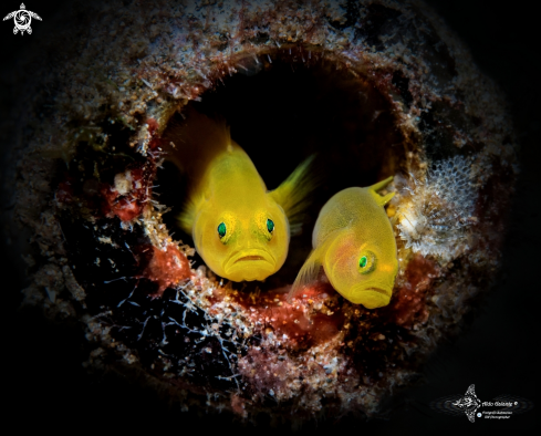 A Lubricogobius exiguus (Tanaka 1915)  | Yellow Pygmy Goby 