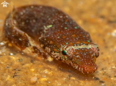 A Clingfish