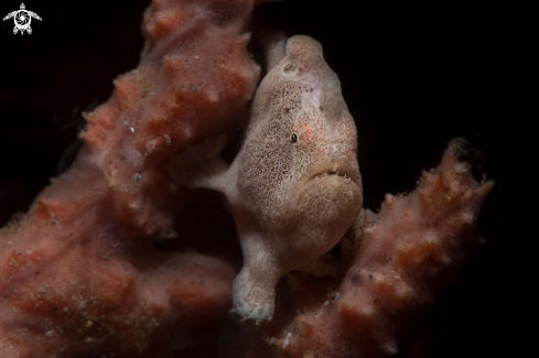 A Antennarius pictus | Painted frogfish