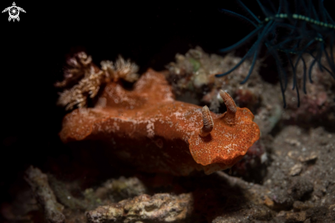 A Hexabranchus sanguineus | Spanish dancer