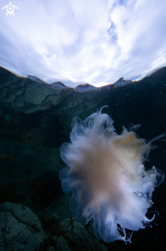 A Lions mane jelly