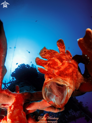 A Frogfish