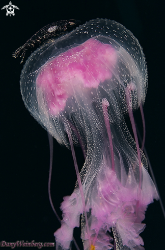 A Jellyfish