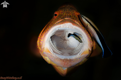 A Grouper