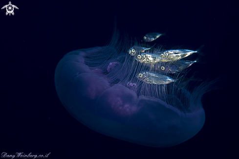 A Moon Jellyfish