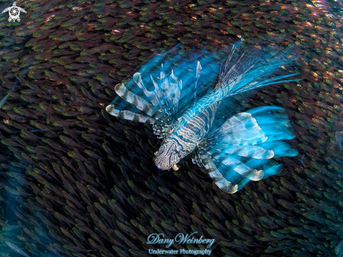 A Lionfish