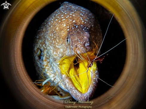 A Moray Eel 