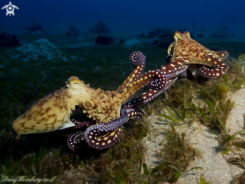 A Octopus 