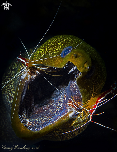 Moray Eel 