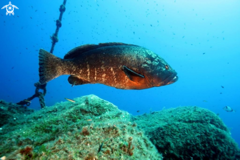 A Epinephelus marginatus | Cernia bruna