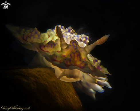 A Nudibranch 