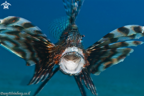 A Lionfish