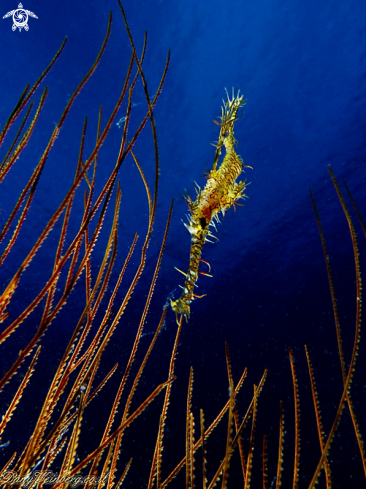 A Ghost pipe fish