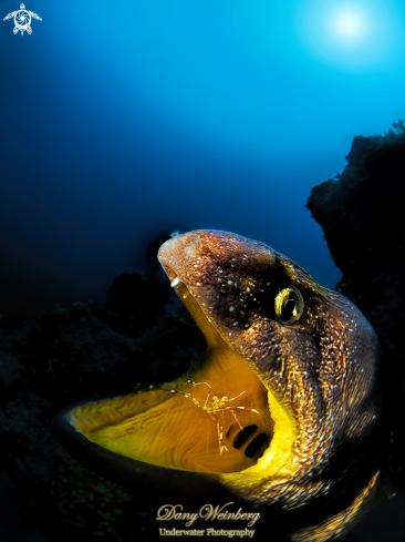 A Moray Eel 