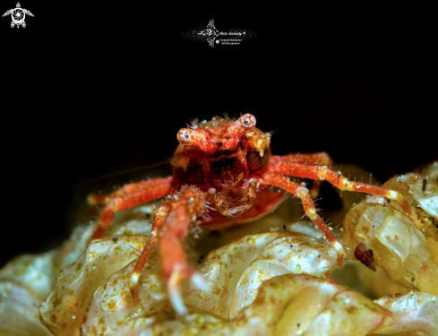 A Red Hairy Galathea (1.4 cm.)