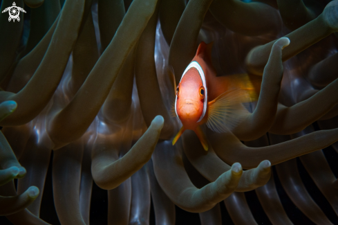 A Amphiprion frenatus | Tomato clownfish