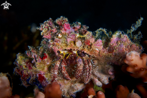 A Dardanus lagopodes | Hermit crab 