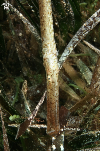 A Syngnathus Thyphle | Pesce ago cavallino