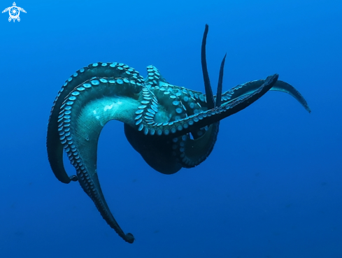 A Octopus