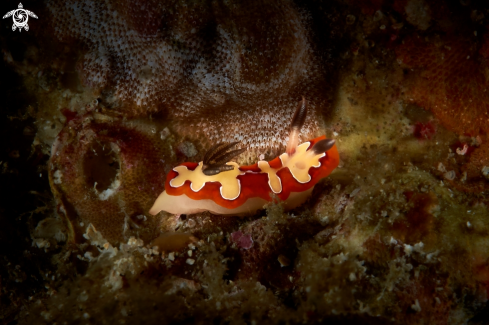 A NUDIBRANCH