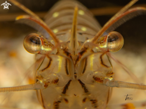 A Rockpool Prawn