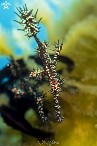 A Ornate Ghost Pipefish