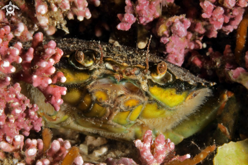 A Seashore crab