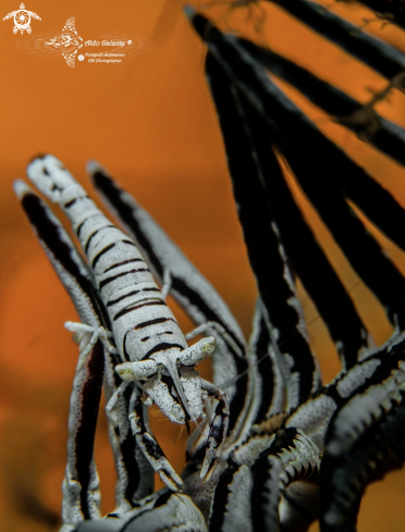 A Laomenes pardus (Marin, 2009) | Leopard Crinoid Shrimp