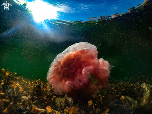 A Lions mane jelly