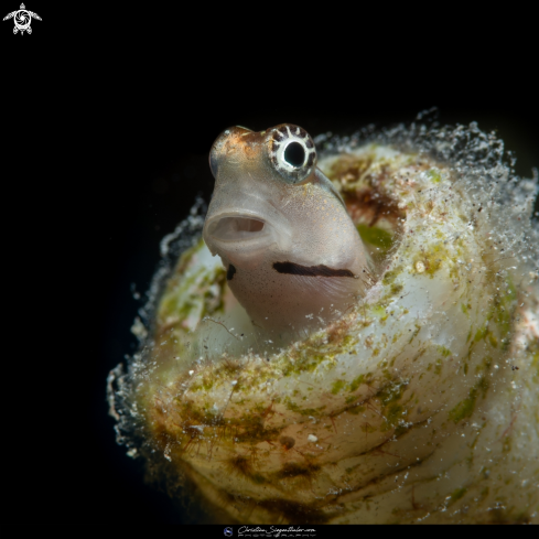 A Combtooth Blenny