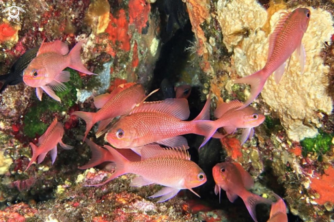 A Anthias anthias | Castagnola rossa