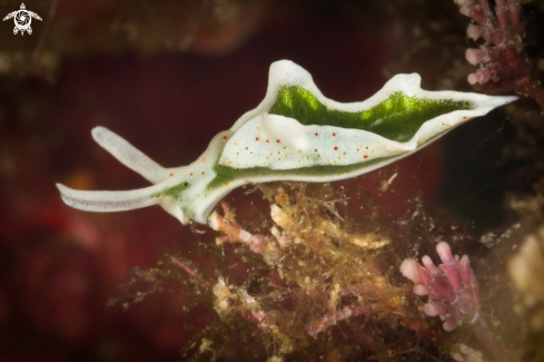 A Elysia timida nudibranch | Elysia timida nudibranch