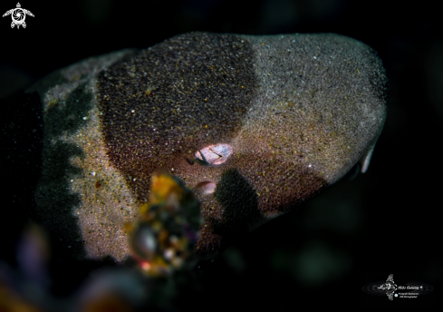 A Chiloscyllium punctatum (Müller & Henle, 1838) | Brown-Banded Bamboo Shark 